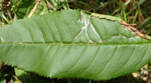 Caloptilia cuculipennella